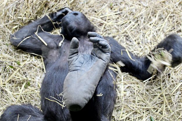 Filmstill aus "Der unsichtbare Zoo" von Romuald Karmakar. Zu sehen ist ein Affe, der auf dem Rücken im Stroh liegt.
