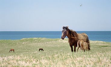 Still from the film "Geographies of Solitude" by Jacquelyn Mills. We see a horse and a mare on a hillside beside the sea, with other horses in the background.
