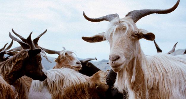 Film still from LE QUATTRO VOLTE: Some goats with horns. There are hills in the background.