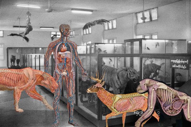 Film still from Prapat Jiwarangsan’s film “Myanmar Anatomy”. A black-and-white image of animals in glass cases, seemingly in a zoo, overlayed with colour images of a human, a tiger, a deer and a monkey, all with invisible skin, all their internal bodies on display. 