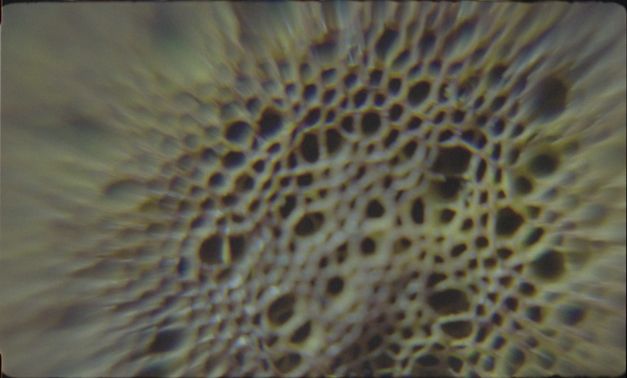 Film still from Elena Pardo and Azucena Losana’s film “Nanacatepec”. What seems to be the internal, spongey texture of a mushroom. 