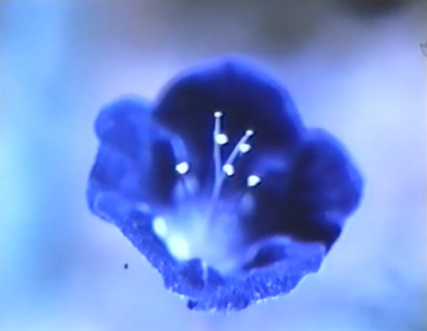 Film still from GLIMPSE OF THE GARDEN: Close-up of a dark blue flower.