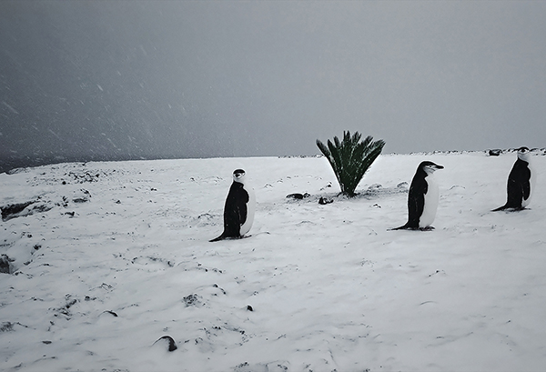 Still from "FREM" by Viera Čákanyová. In a grey and foggy snow landscape, three penguins walk past the camera.