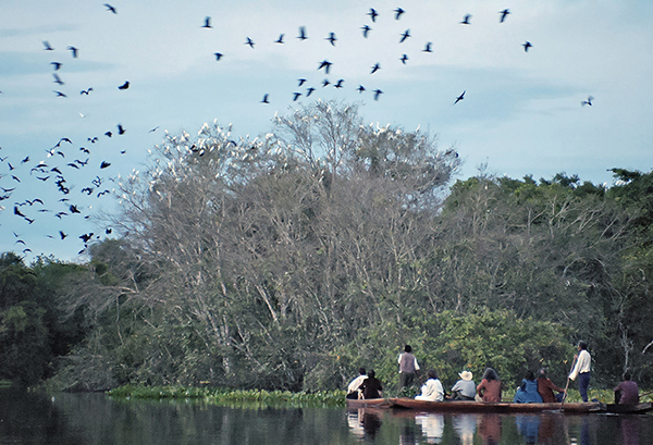 Still from "Light in the Tropics" by Paula Gaitán. On a calm river in a tropical landscape, a group of people sitting in a canoe move past a large tree on the bank of the river. Hundreds of birds sit in the tree and start to fly off.