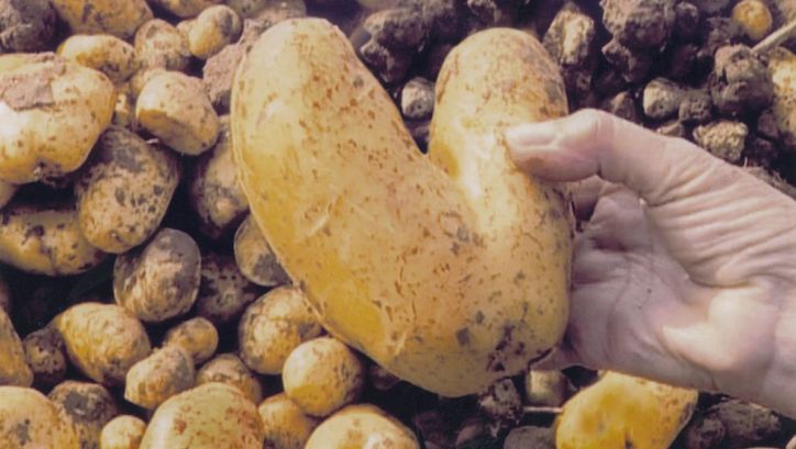 Film still from LES GLANEURS ET LA GLANEUSE. A hand holds a heart shaped potato.