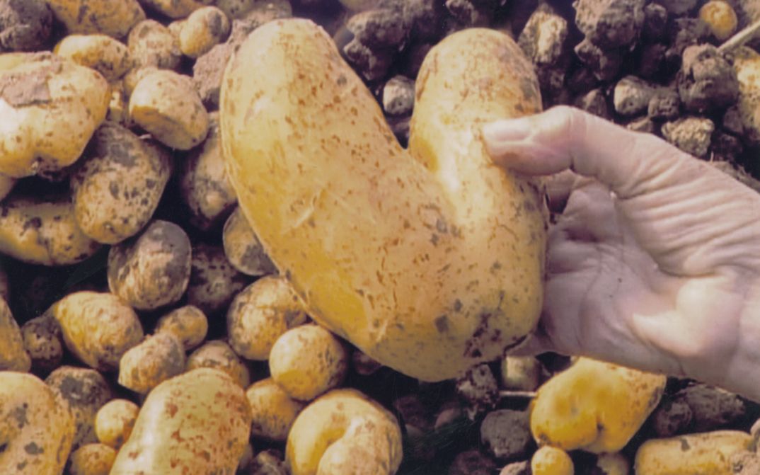 Film still from LES GLANEURS ET LA GLANEUSE. A hand holds a heart shaped potato.