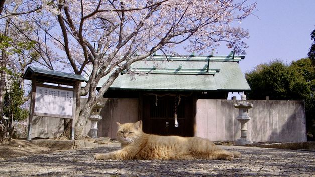 Film still from "Gokogu no Neko" by Kazuhiro Soda. It shows a cat lying on the ground outside. Behind the cat is a building and cherry blossom trees.