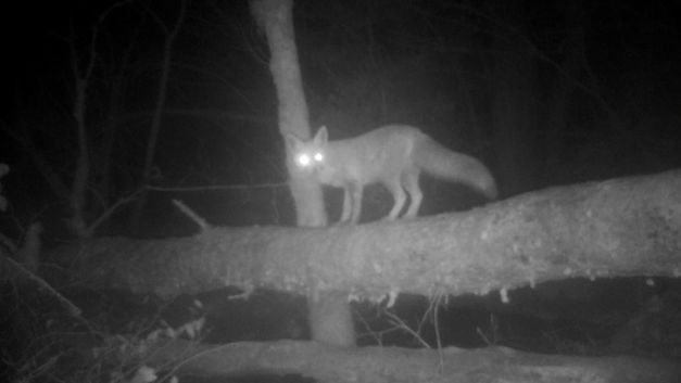 Film still from Stéphanie Lagarde’s film “Extra Life (And Decay)”. In the darkness, an infrared camera captures the silhouette of a fox on a fallen tree trunk.
