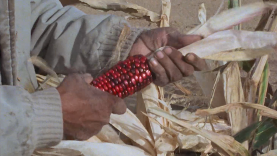 Filmstill aus TECHQUA IKACHI – LAND, MEIN LEBEN: In einem Maisfeld sieht man Hände, die einen Maiskolben mit roten Maiskörnern schält.