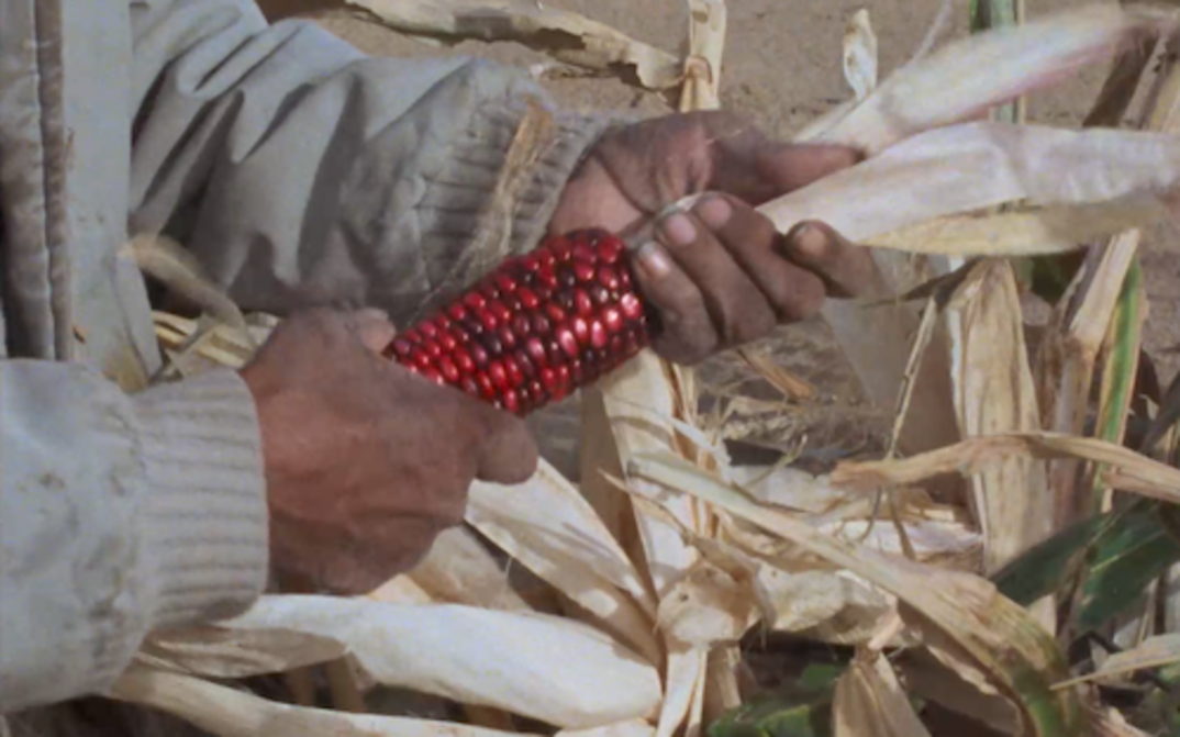 Filmstill aus TECHQUA IKACHI – LAND, MEIN LEBEN: In einem Maisfeld sieht man Hände, die einen Maiskolben mit roten Maiskörnern schält.