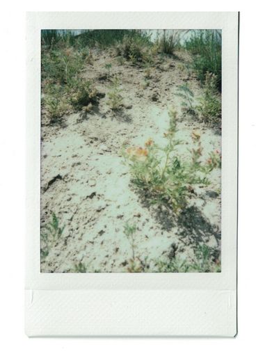 Polaroid of a desert bush in a sandy landscape.