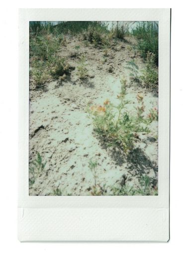 Polaroid von Pflanzen auf sandiger Landschaft.