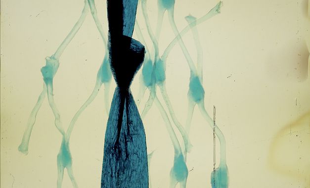 Filmstill aus „Geographies of Solitude“ von Jacquelyn Mills. Ein abstraktes Bild eines Filmstreifens, auf dem blaue Linien und eine netzförmige Struktur zu sehen ist.