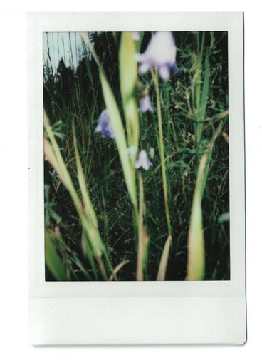 Polaroid von Gras und Blumen in unscharfer Nahaufnahme mit Gras im Hintergrund.