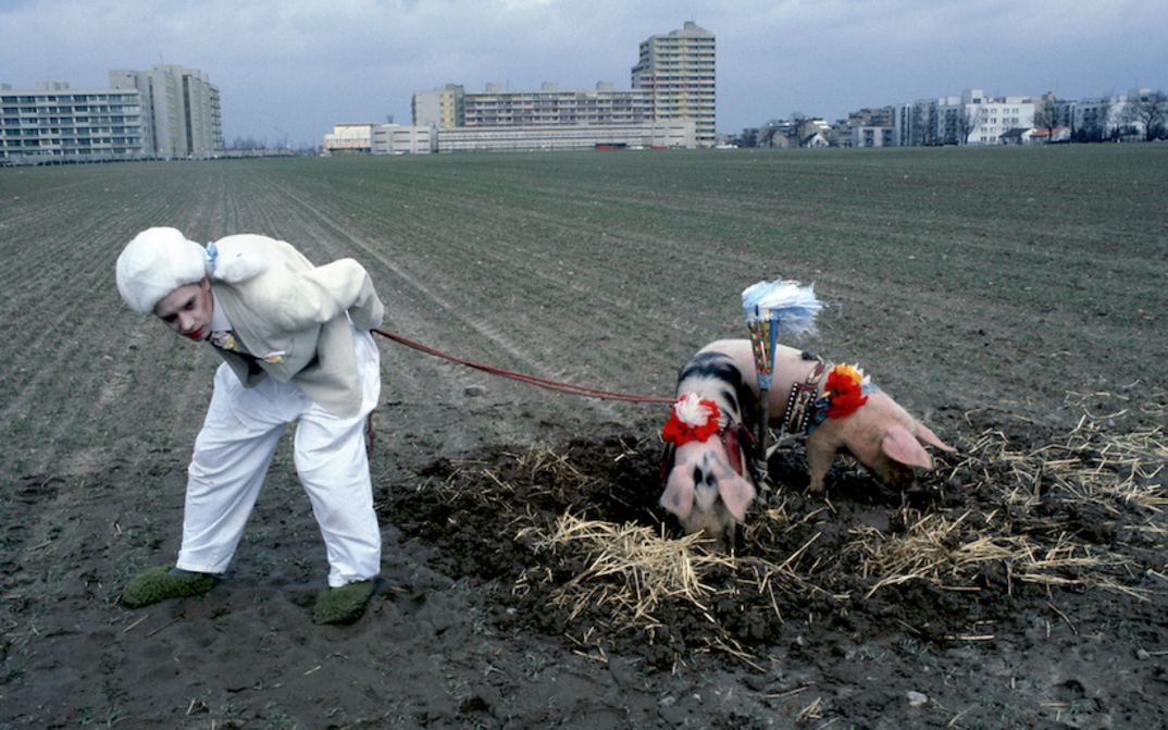 Filmstill aus USINIMAGE: Auf einem Feld hält eine weißgekleidete Person zwei geschmückte Schweine an der Leine. Im Hintergrund sind Hochhäuser zu sehen.