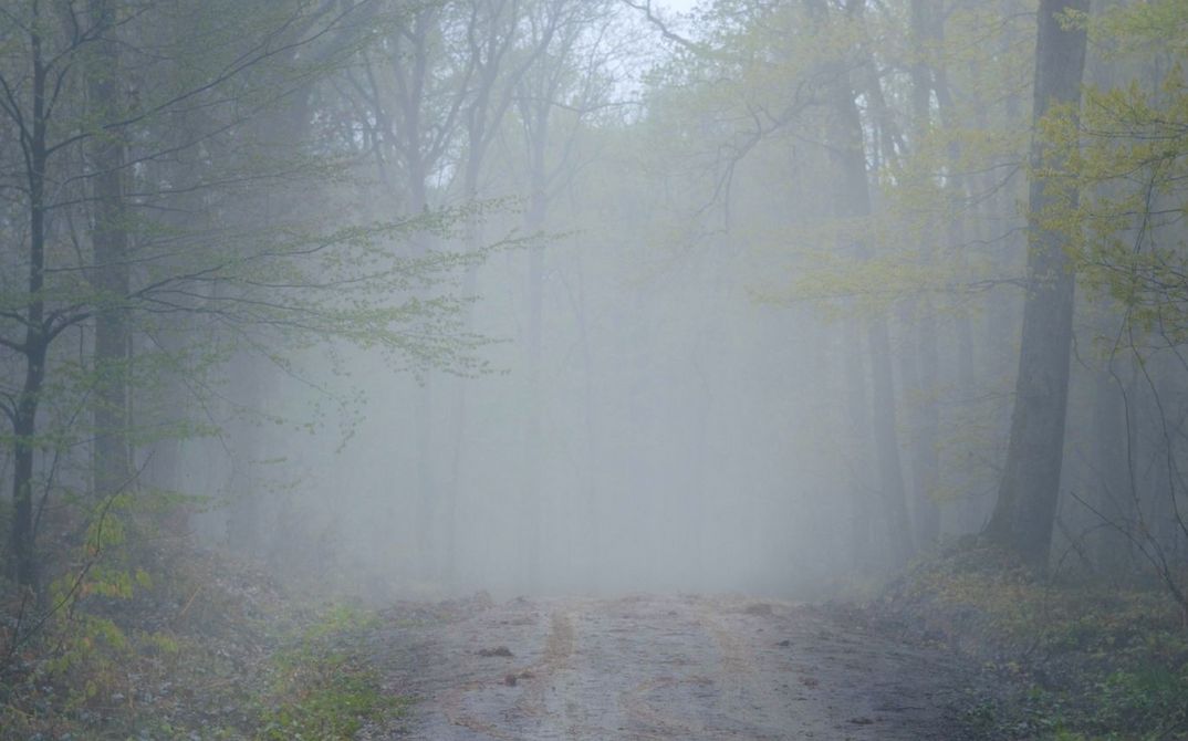 It shows a misty forest landscape. A sandy path leads through the middle of the picture.