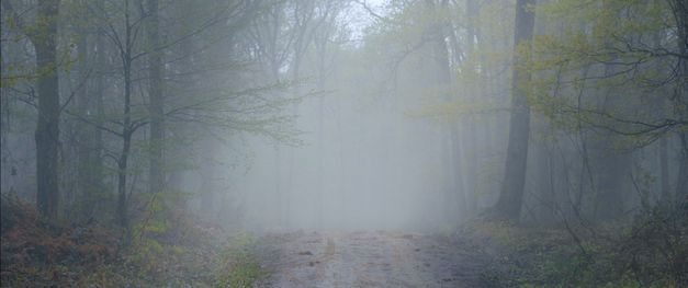 Zu sehen ist eine neblige Waldlandschaft. Ein sandiger Pfad führt durch die Mitte des Bildes. 