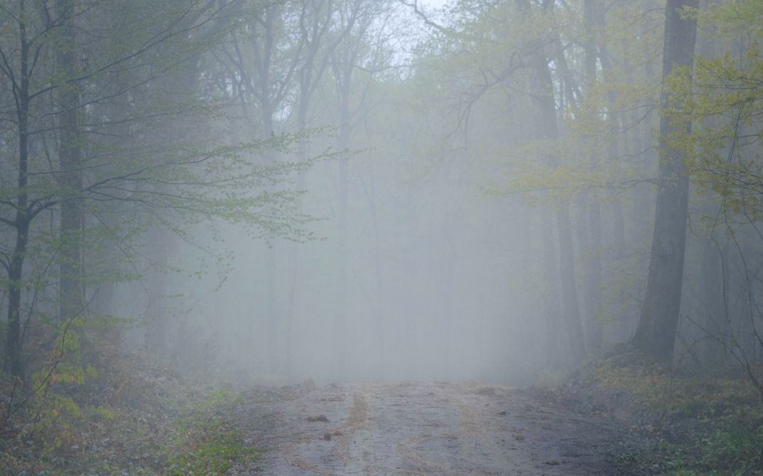 It shows a misty forest landscape. A sandy path leads through the middle of the picture. 