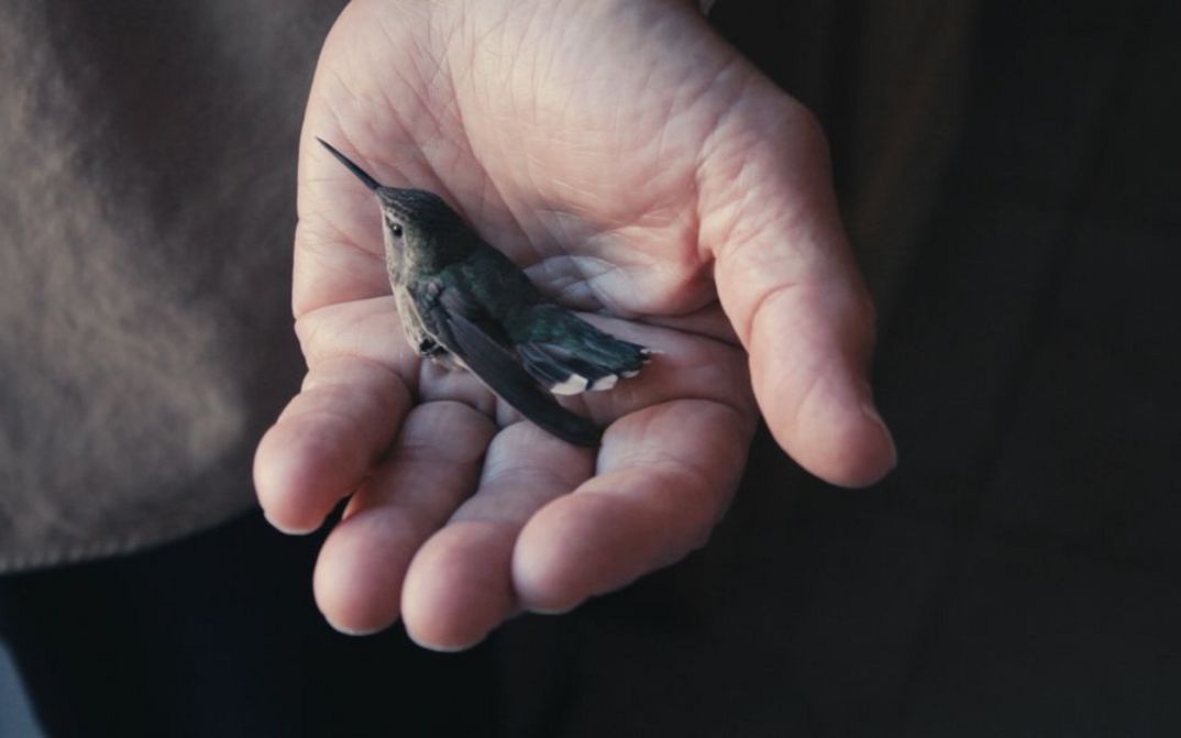 Still of the film "Mun Koti" by Azar Saiyar. A hand holding a hummingbird.