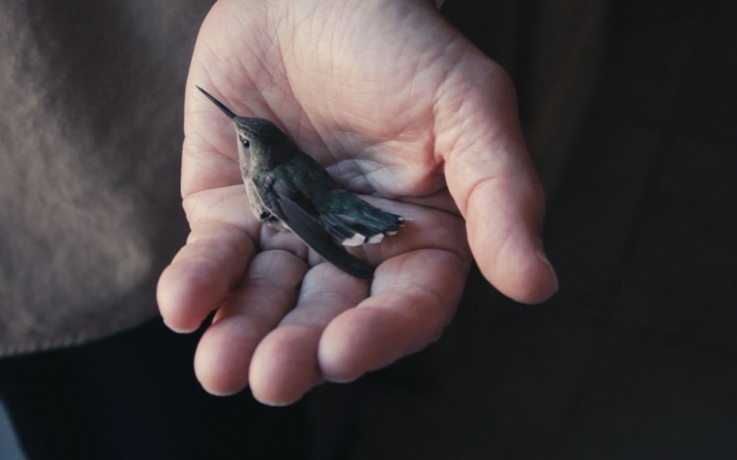 Still of the film "Mun Koti" by Azar Saiyar. A hand holding a hummingbird.