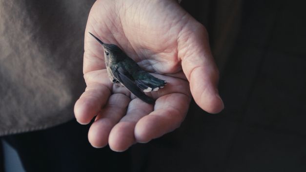 Still of the film "Mun Koti" by Azar Saiyar. A hand holding a hummingbird.