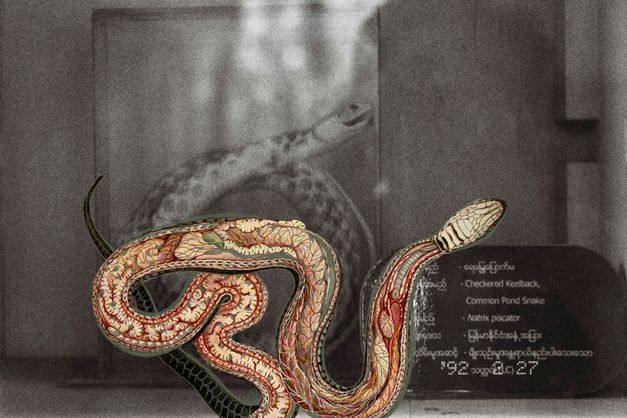 Film still from Prapat Jiwarangsan’s film “Myanmar Anatomy”. A black-and-white image of a snake in a glass case, seemingly in a zoo, overlayed with a colour image of another snake with invisible skin, its internal body on display. 