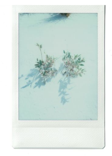 Polaroid of two shrubs with dramatic shadows in white sand.