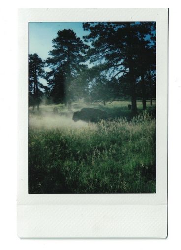 Polaroid of a buffalo in a hazy field, with other buffalo in the background.