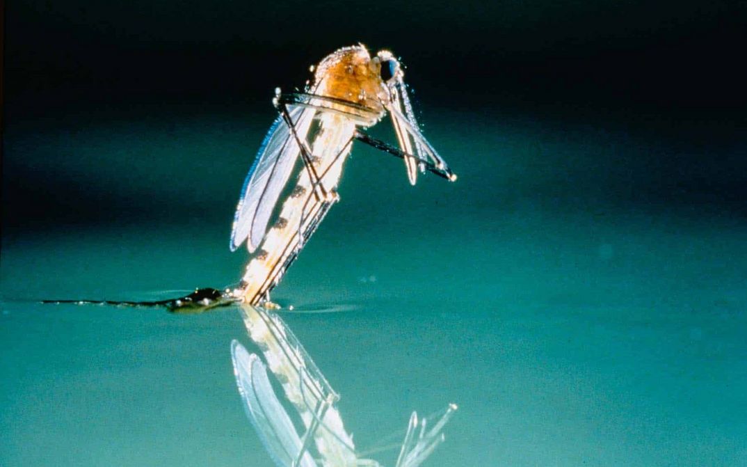 Filmstill aus MICROCOSMOS: Man sieht in Großaufnahme ein Insekt auf dem Wasser.