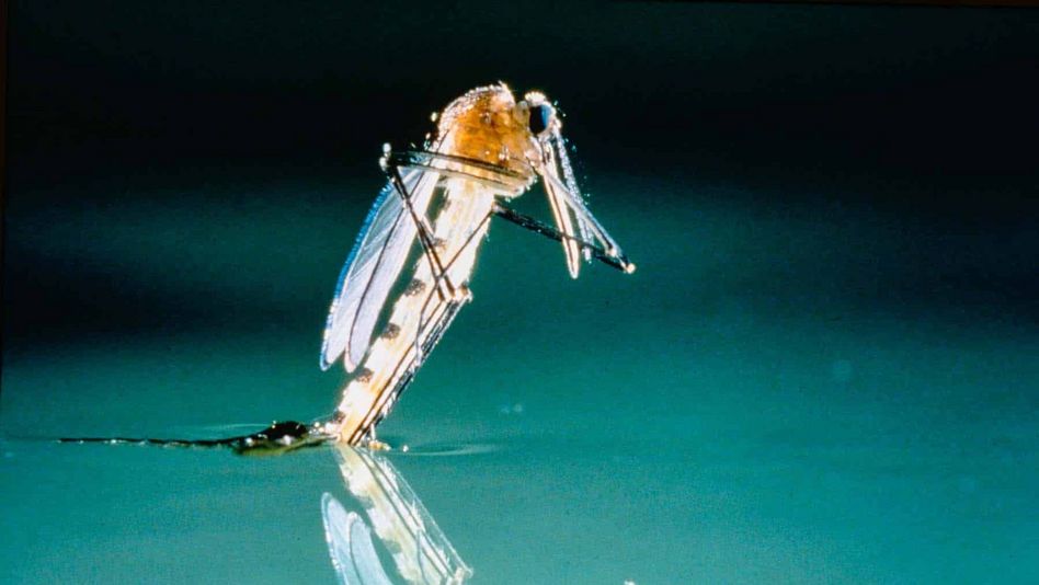 Filmstill aus MICROCOSMOS: Man sieht in Großaufnahme ein Insekt auf dem Wasser.