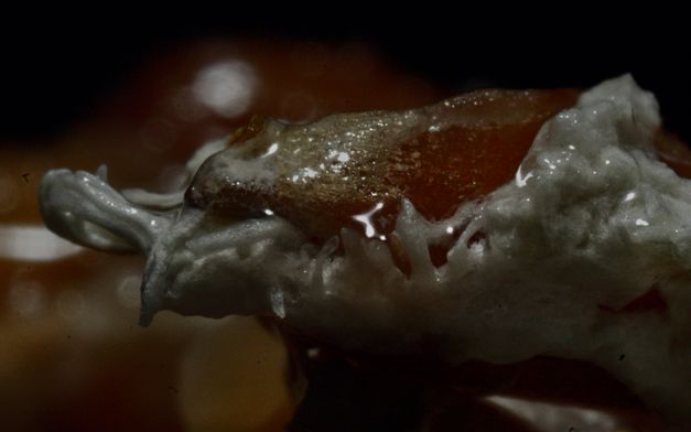 Film still from Sarnt Utamachote’s film “I Don’t Want to Be Just a Memory”. A glow-in-the-dark, moist fungus. 