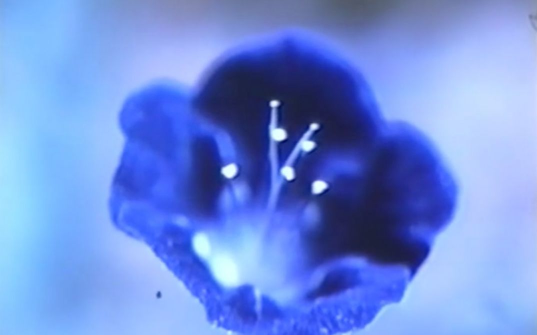 Film still from GLIMPSE OF THE GARDEN: Close-up of a dark blue flower.