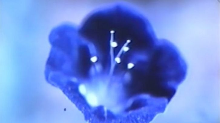 Film still from GLIMPSE OF THE GARDEN: Close-up of a dark blue flower.