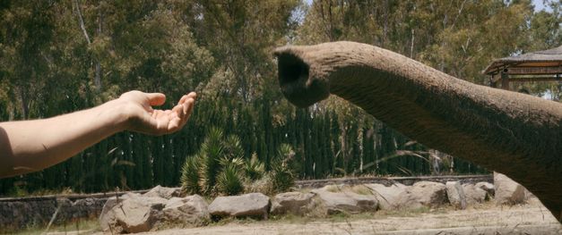 A human hand and the trunk of an elephant are stretched into the frame, moving towards each other. Stones and trees can be seen in the background.
