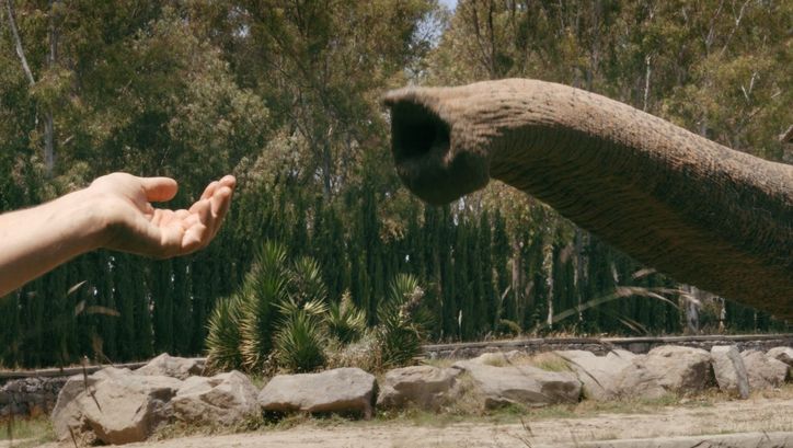 A human hand and the trunk of an elephant are stretched into the frame, moving towards each other. Stones and trees can be seen in the background.