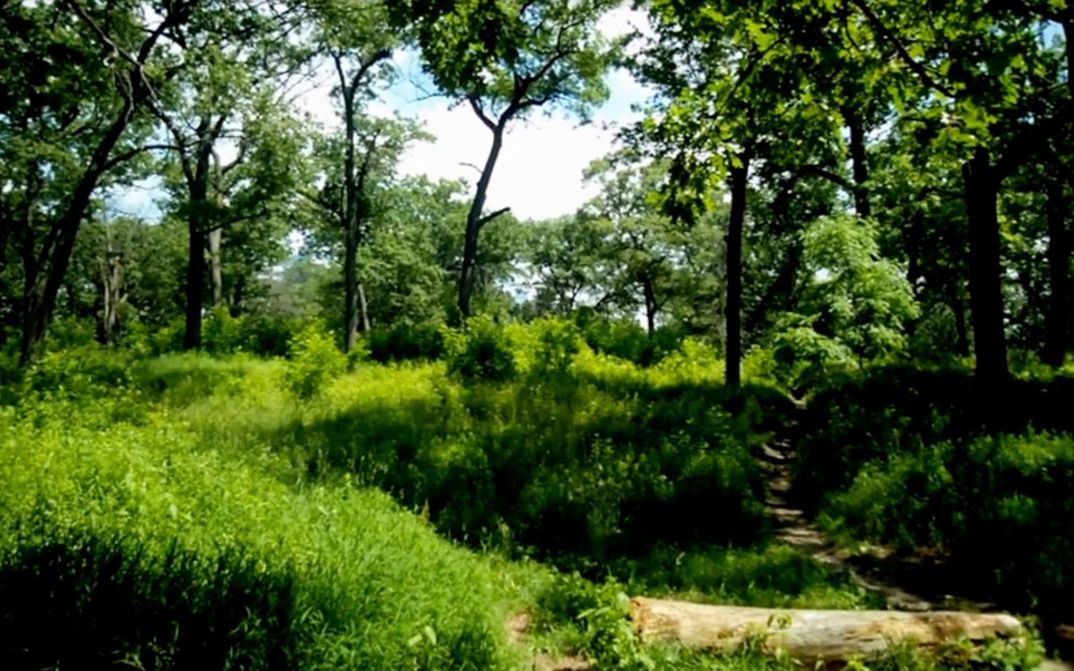 Still from the film "Shadowboxing" by Abdi Osman. A clearing in a forest.