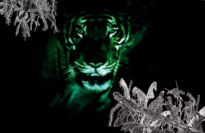 Filmstill aus TROPICAL MALADY: Aus dem Dunkeln heraus blickt ein Tiger auf den Betrachter. In zwei Bildecken sind in weiß Zeichnungen von Blättern.