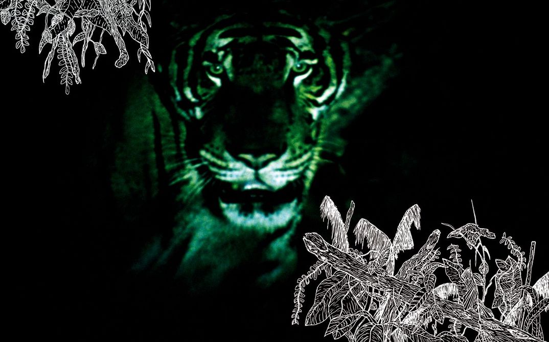Filmstill aus TROPICAL MALADY: Aus dem Dunkeln heraus blickt ein Tiger auf den Betrachter. In zwei Bildecken sind in weiß Zeichnungen von Blättern.