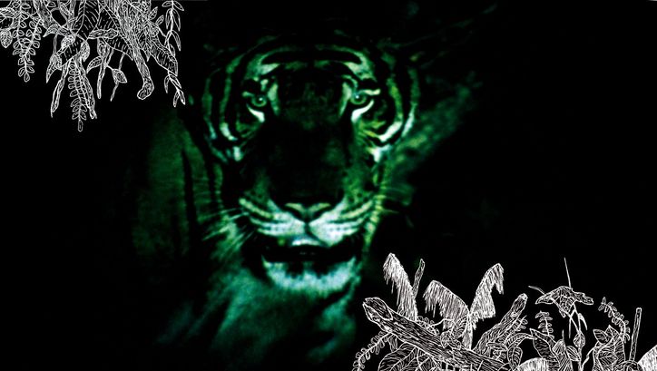 Filmstill aus TROPICAL MALADY: Aus dem Dunkeln heraus blickt ein Tiger auf den Betrachter. In zwei Bildecken sind in weiß Zeichnungen von Blättern.