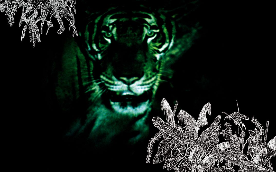 Filmstill aus TROPICAL MALADY: Aus dem Dunkeln heraus blickt ein Tiger auf den Betrachter. In zwei Bildecken sind in weiß Zeichnungen von Blättern.