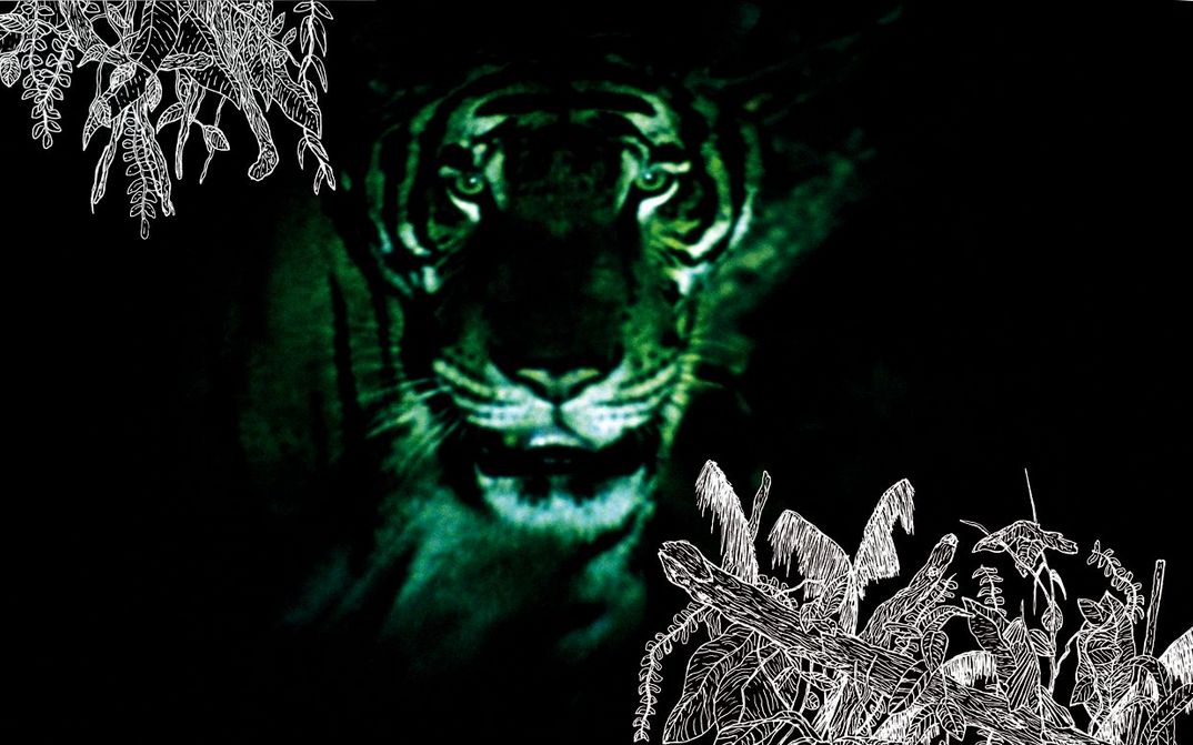 Film still from TROPICAL MALADY: Out of the darkness a tiger looks at the viewer. In two corners of the picture are drawings of leaves in white.