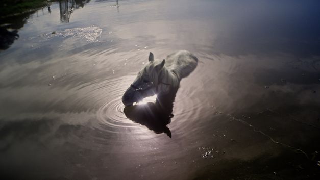 Film still from AFTER DREAMING by Christine Haroutounian. The picture shows a white horse swimming in the nature.