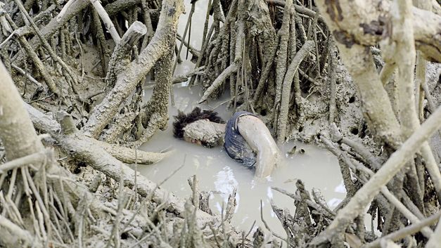 Film still from "Resonance Spiral" by Filipa César and Marinho de Pina. It shows a person covered in mud in a pond full of tree roots and branches. 