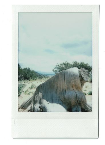 Polaroid of a large gnarled tree stump.