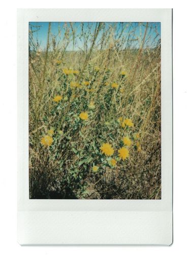 Polaroid close-up of yellow flowers, with brown grass in the background.