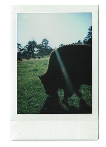 Polaroid of a buffalo seen from the side, with other buffalo in the distance.