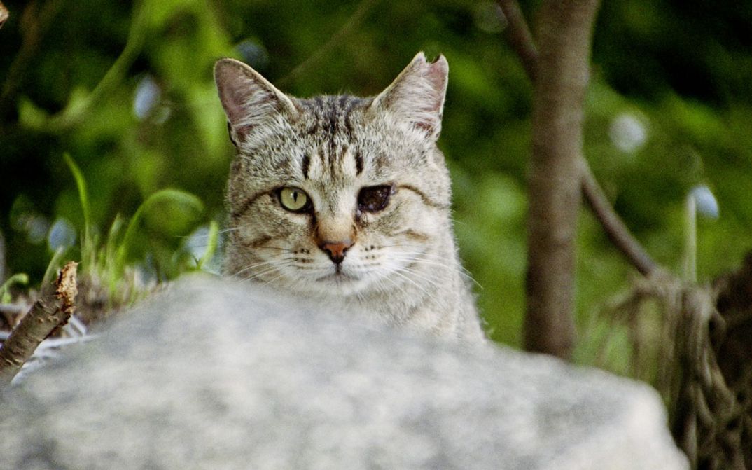 Filmstill aus "Gokogu no Neko" von Kazuhiro Soda. Zu sehen ist eine Nahaufnahme einer Katze mit einem Auge. Die Katze schaut in die Kamera. Im Hintergrund ist die Natur.