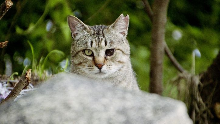 Film still from "Gokogu no Neko" by Kazuhiro Soda. It shows a close-up of a cat with one eye. The cat is looking into the camera. In the background is nature.