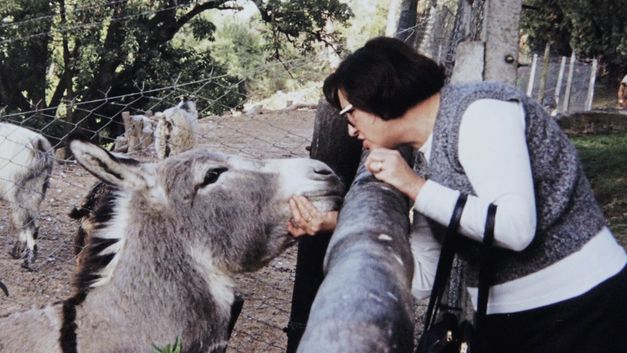 A woman with a bob hairstyle in the petting zoo at a donkey enclosure. She reaches out and pets the donkey on the head. 