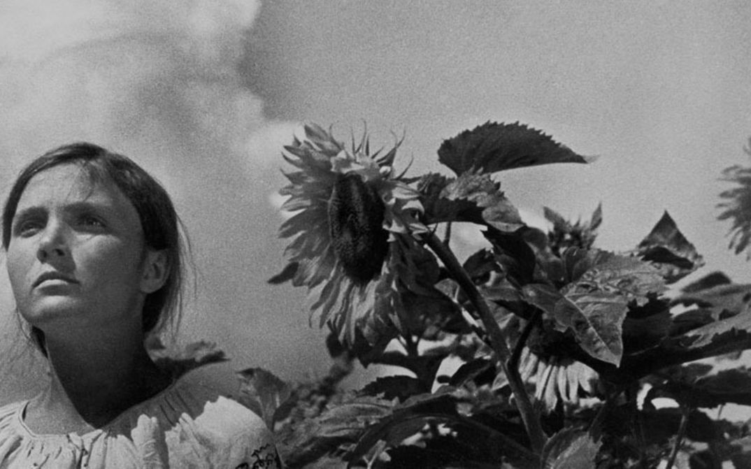 Filmstill aus ZEMLIA. Eine junge Frau steht neben einem Sonnenblumenfeld.